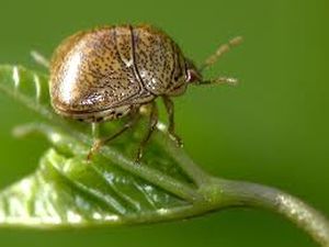 uploads/images/pest/blackgram stink bug.jpg